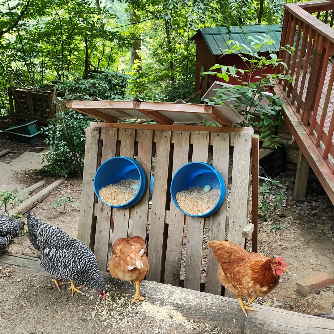 25 Creative DIY Chicken Nesting Box Ideas for Your Coop