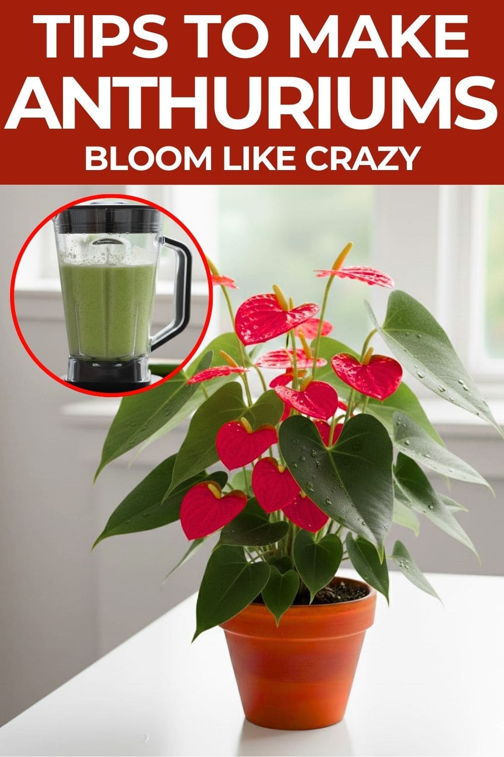 Just Spray Some, Your Anthuriums Bloom Like Crazy with Full of Roots