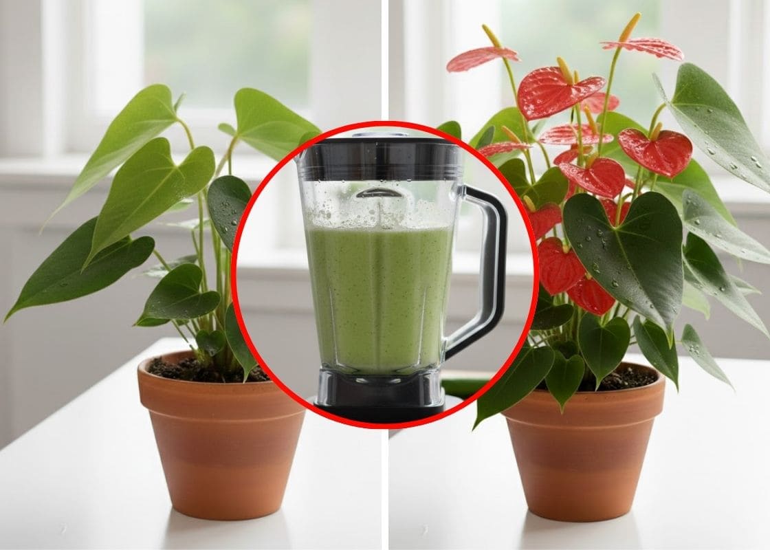 Just Spray Some, Your Anthuriums Bloom Like Crazy with Full of Roots