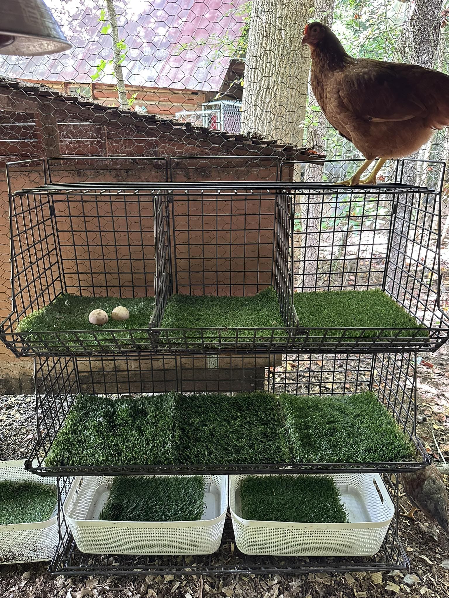 Grass Lined Nesting Shelf