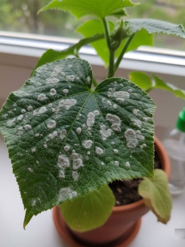 Is Baking Soda an Elixir for Indoor Plants? Is Baking Soda an Elixir for Indoor Plants?