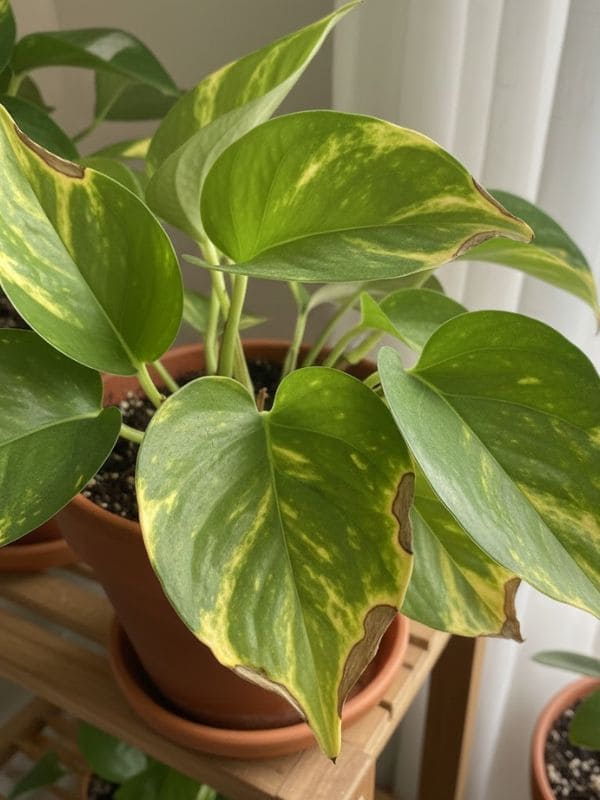 Is Baking Soda an Elixir for Indoor Plants? Is Baking Soda an Elixir for Indoor Plants?